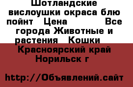 Шотландские вислоушки окраса блю пойнт › Цена ­ 4 000 - Все города Животные и растения » Кошки   . Красноярский край,Норильск г.